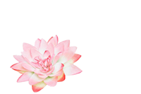 Golden Iris